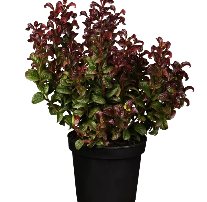 Traubenheide 'Curly Red'®