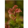 bellaflora Gartencenter GmbH