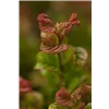 bellaflora Gartencenter GmbH