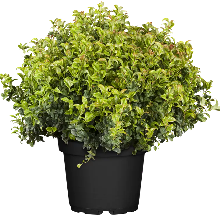 Traubenheide 'Curly Red'®