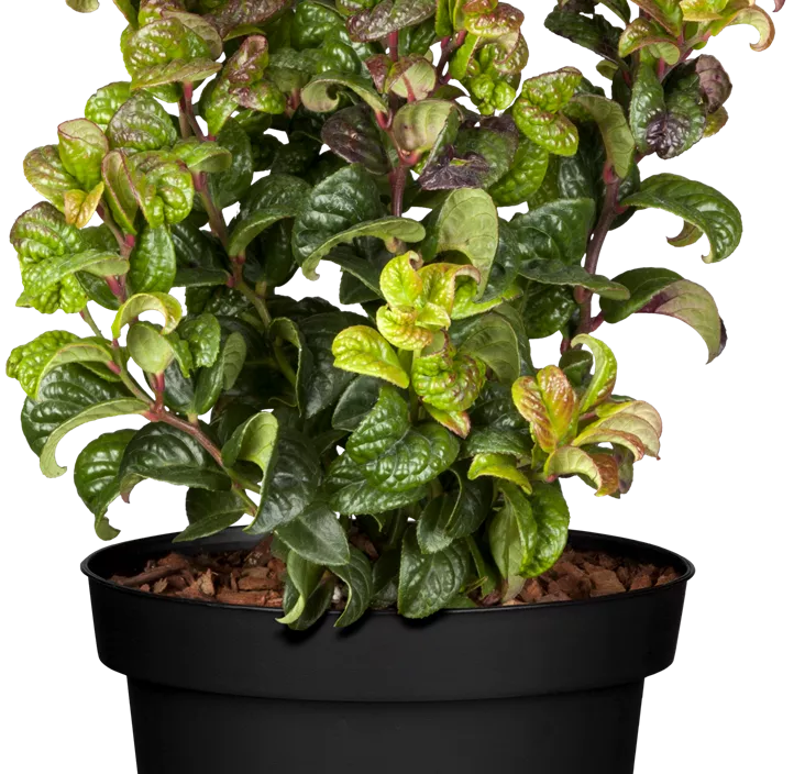 Traubenheide 'Curly Red'®