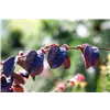 bellaflora Gartencenter GmbH