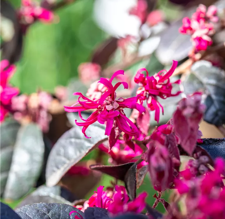 Riemenblüte 'Black Pearl'®