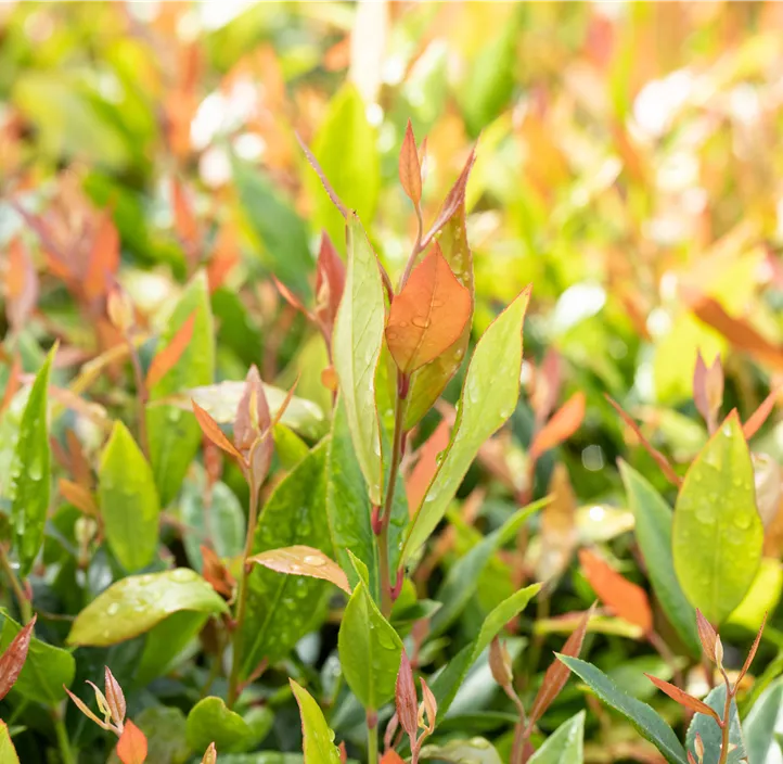 Traubenheide 'Little Flames'