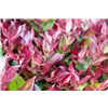 bellaflora Gartencenter GmbH