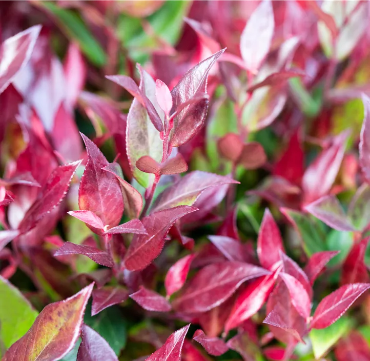 Traubenheide 'Little Flames'