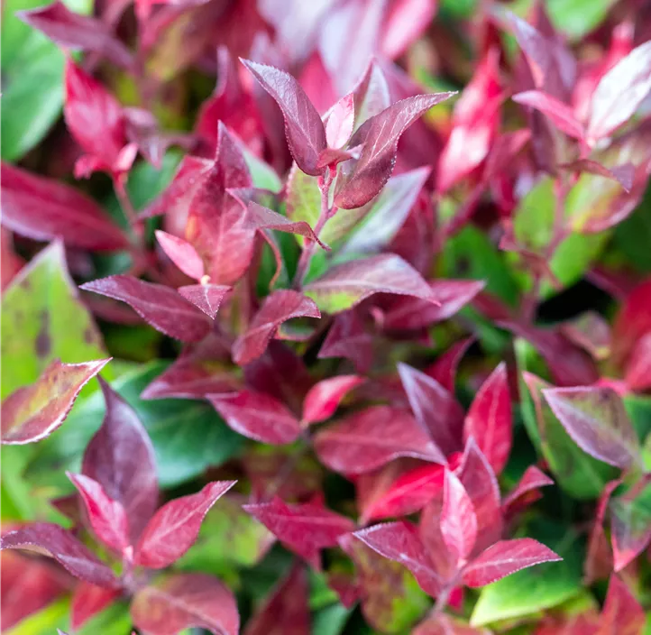 Traubenheide 'Little Flames'