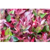 bellaflora Gartencenter GmbH