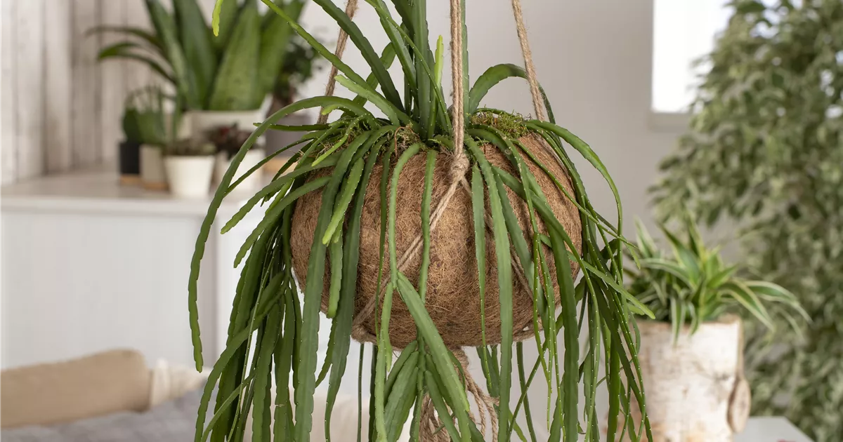 Lepismium bolivianum Ampel, Blattkaktus - Bellaflora