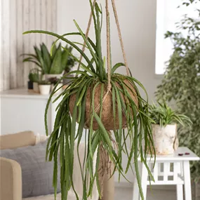 Lepismium bolivianum Ampel