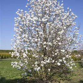 Magnolia kewensis Wada's Memory