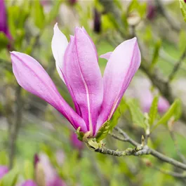 Magnolia liliiflora Rickii