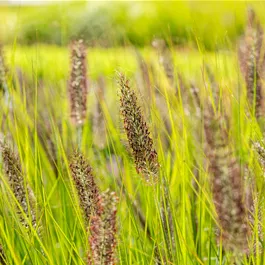 Pennisetum Red Head
