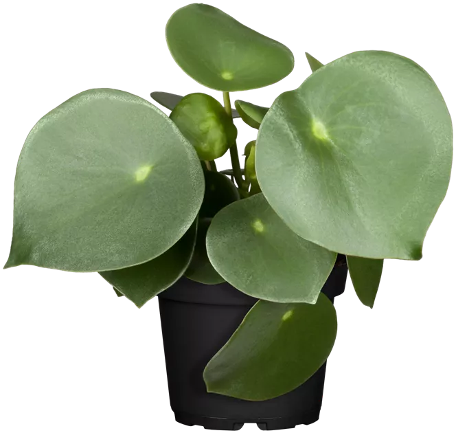 alocasia black velvet variegata pink Alocasia Black Velvet Pink Variegated main image 0