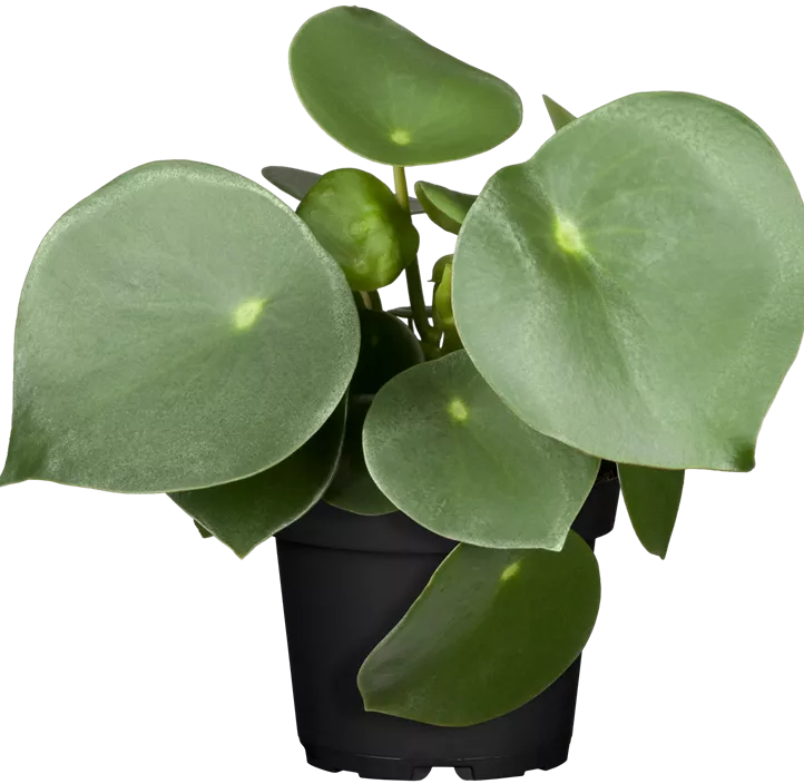 Peperomie 'Raindrop'