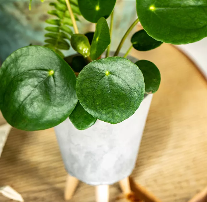 Peperomie 'Raindrop'