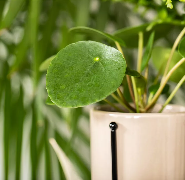 Peperomie 'Raindrop'