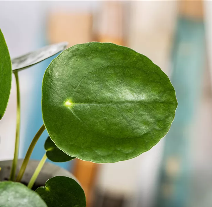 Peperomie 'Raindrop'