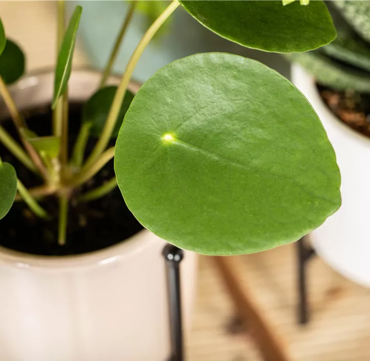 Peperomie 'Raindrop'
