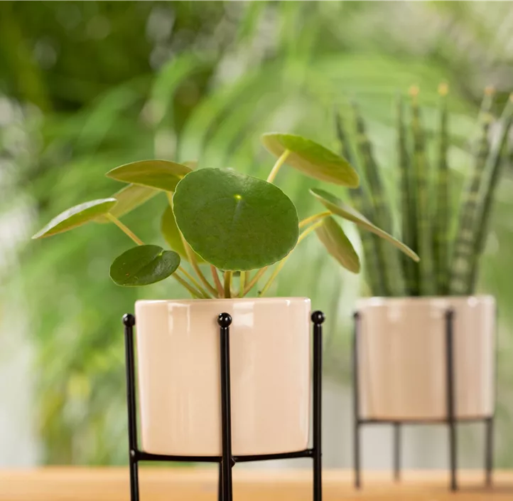 Peperomie 'Raindrop'