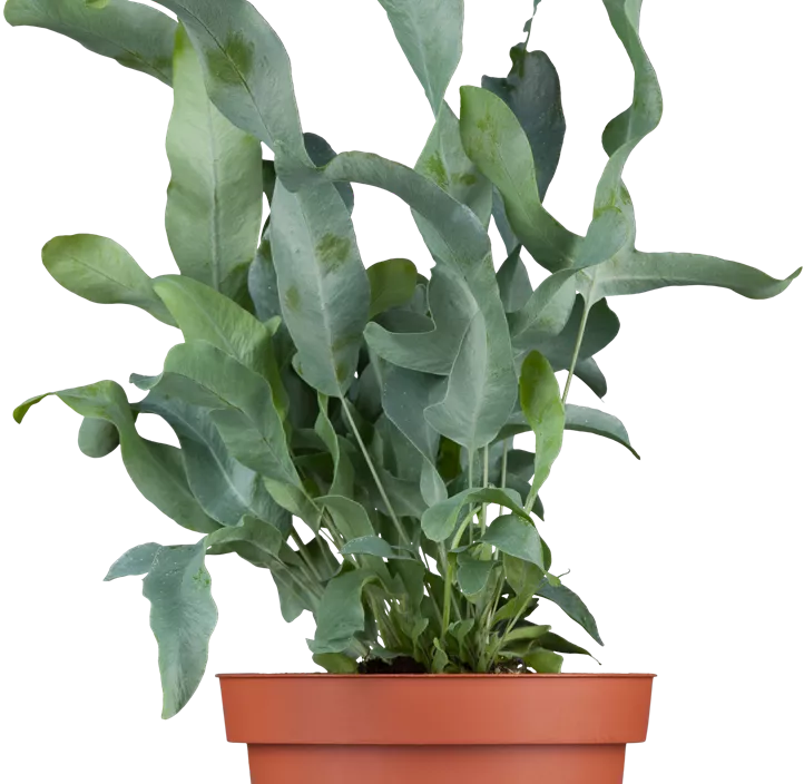 Blauer Tüpfelfarn 'Blue Star'