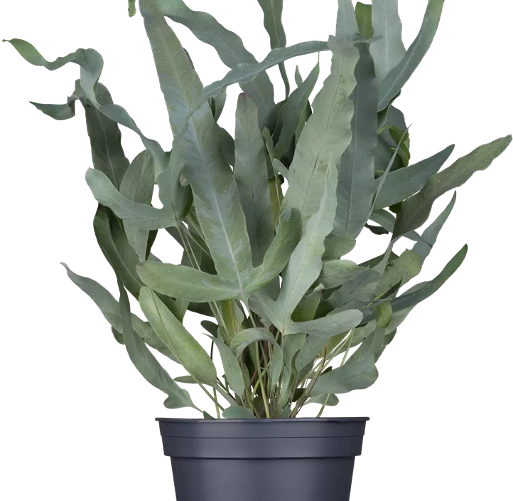 Blauer Tüpfelfarn 'Blue Star'