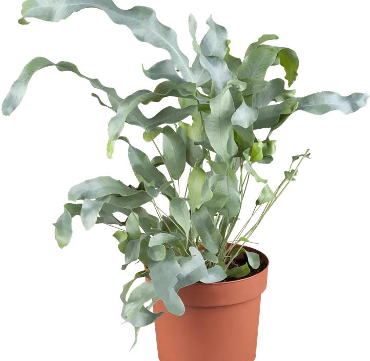 Blauer Tüpfelfarn 'Blue Star'