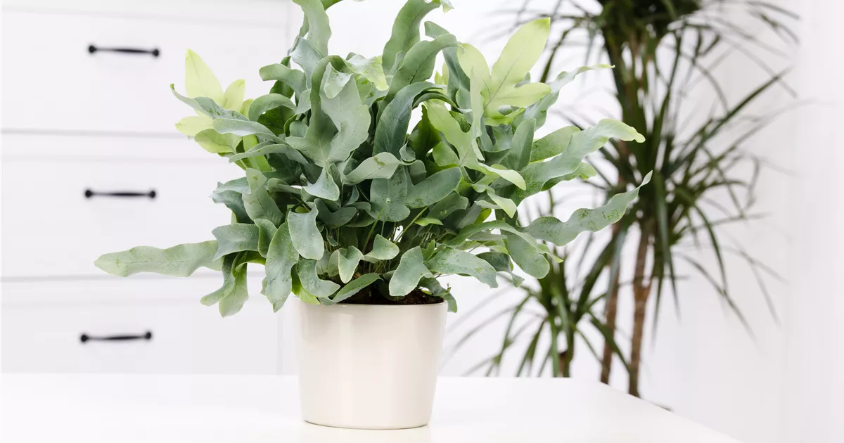 Phlebodium Blue Star, Blauer Tpfelfarn 'Blue Star' - Bellaflora