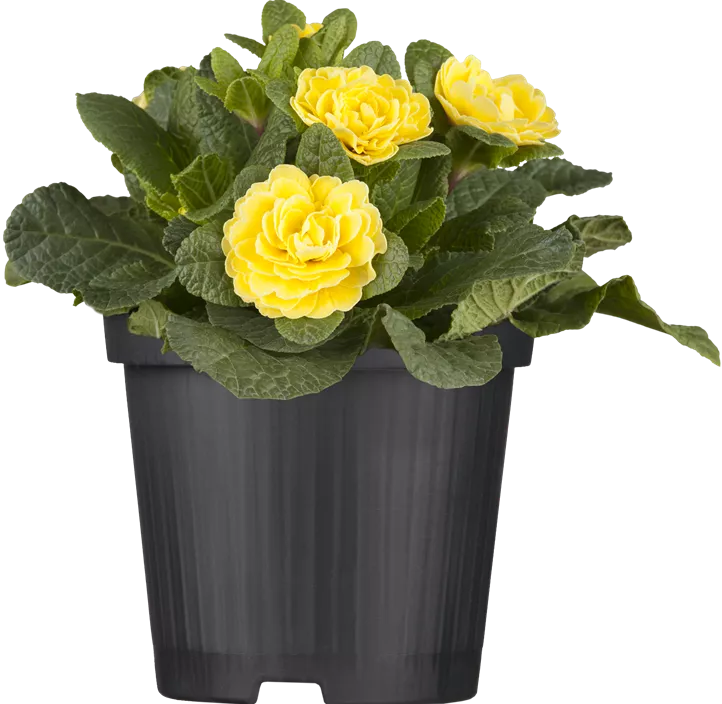 Kissen-Primel BELARINA