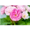 bellaflora Gartencenter GmbH