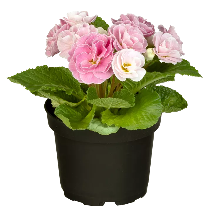 Kissen-Primel BELARINA