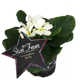 Primula acaulis Star Fever