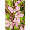 bellaflora Gartencenter GmbH