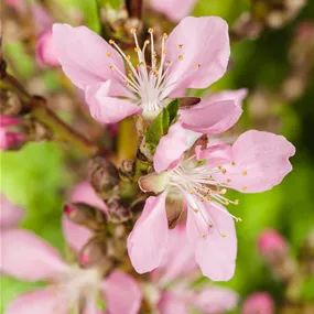 Prunus dulcis Stamm