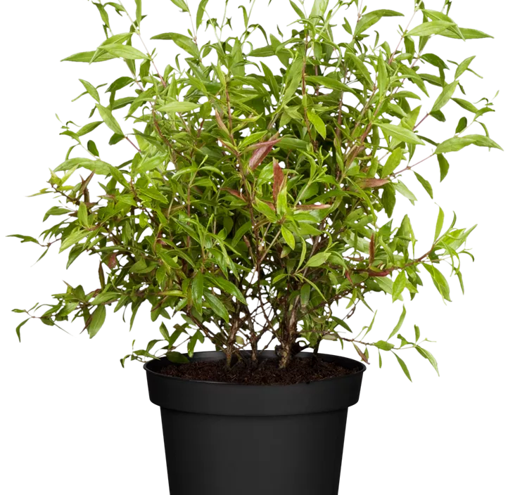 Zwerg-Granatapfel 'Nana'