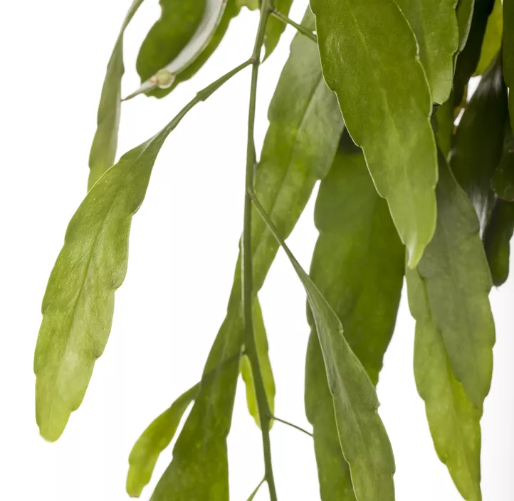 Rhipsalis in Ampel