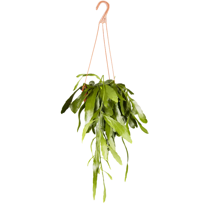 Rhipsalis in Ampel