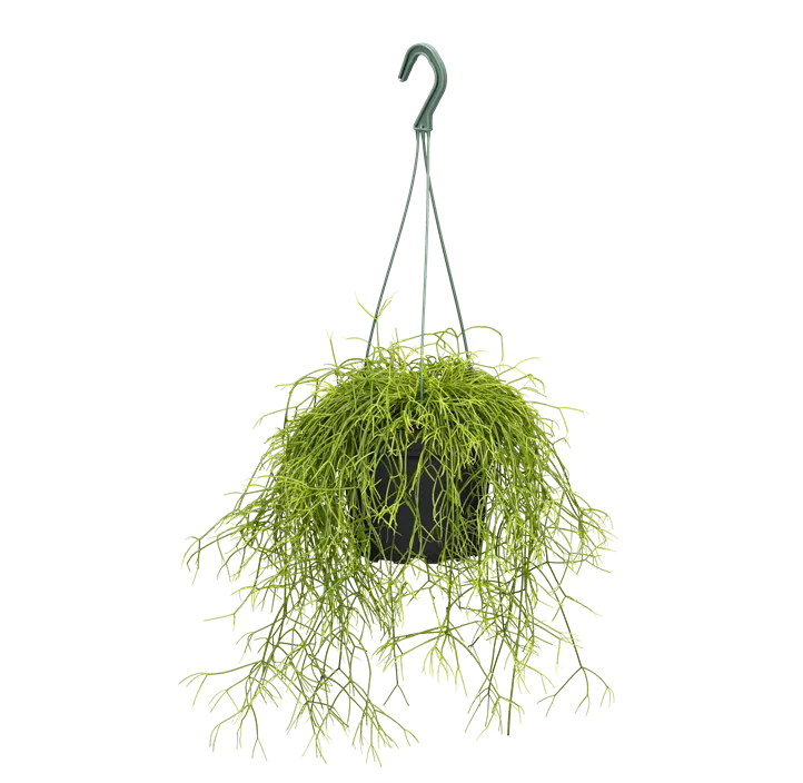 Rhipsalis in Ampel
