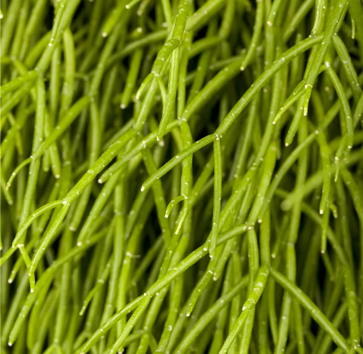 Rhipsalis in Ampel