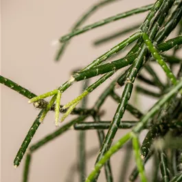 Rhipsalis Ampel in Sorten
