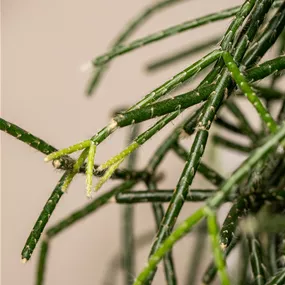 Rhipsalis Ampel in Sorten