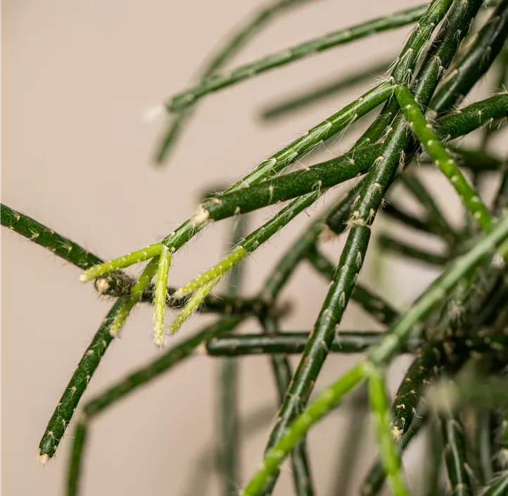 Rhipsalis in Ampel