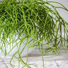 Rhipsalis Oasis