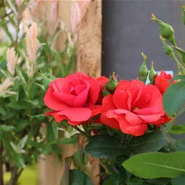 Rosa Zepeti Stamm