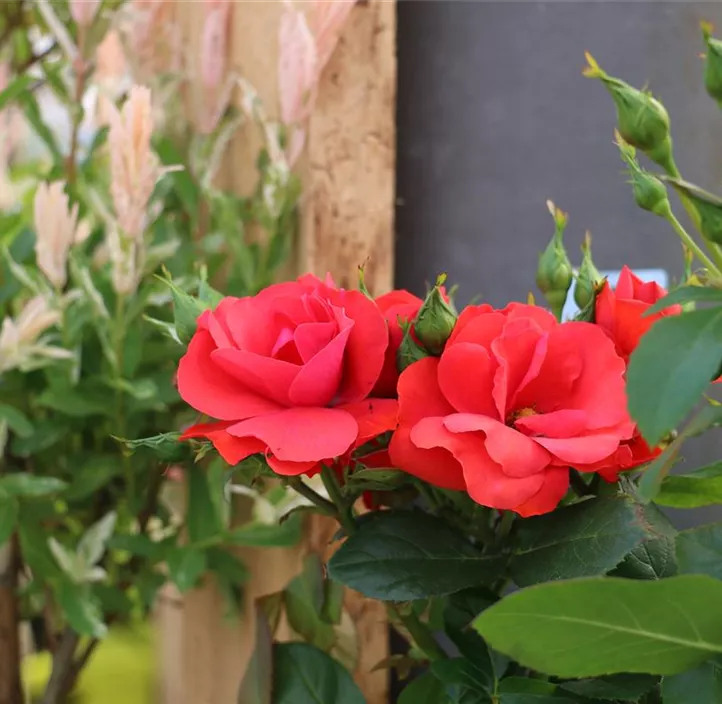 Rose 'Zepeti'®