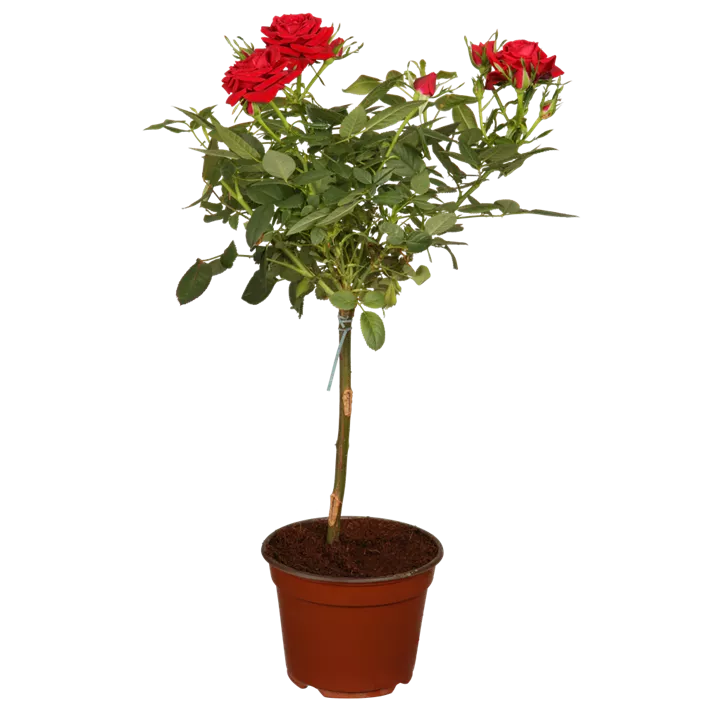 Zwergrose 'Red Rosamini'®