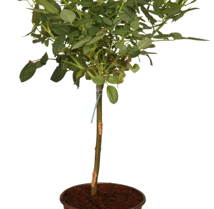 Zwergrose 'Red Rosamini'®