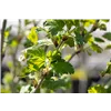 bellaflora Gartencenter GmbH