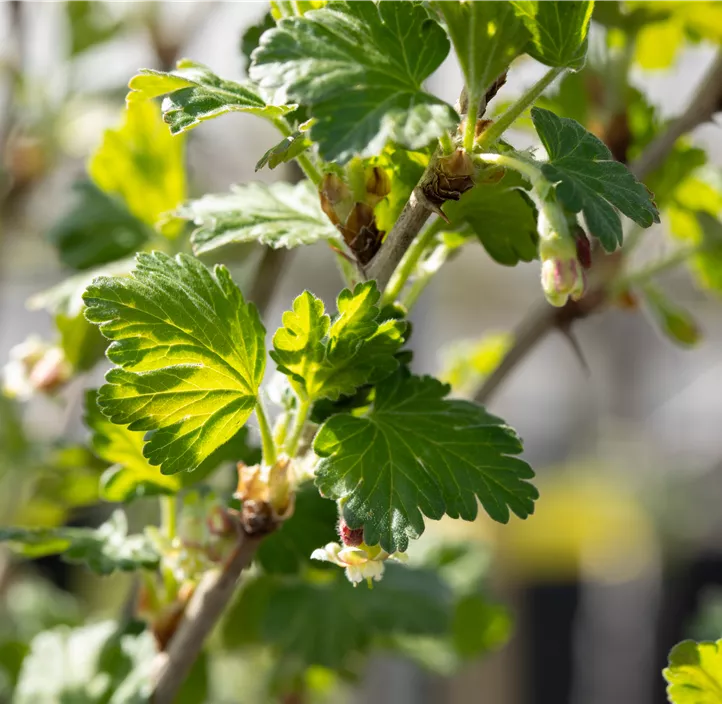 Stachelbeere Polar Fruits® 'Green Goose Berry'