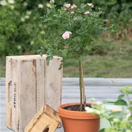 Rose Stamm Rosamini